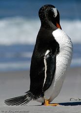 Eselspinguin (81 von 97).jpg
